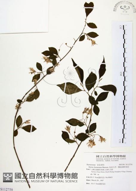 烏皮九芎、奮起湖野茉莉藏品圖，第1張