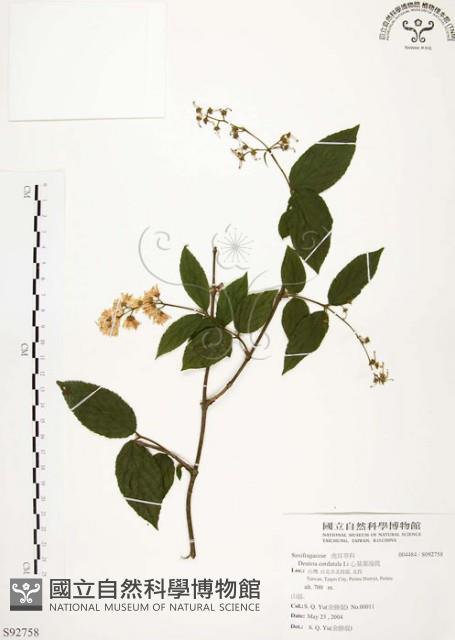 心基葉溲疏藏品圖，第1張