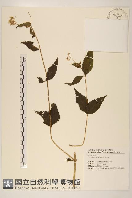 華澤蘭藏品圖，第1張