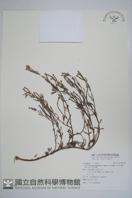 伏毛天芹菜藏品圖，第1張