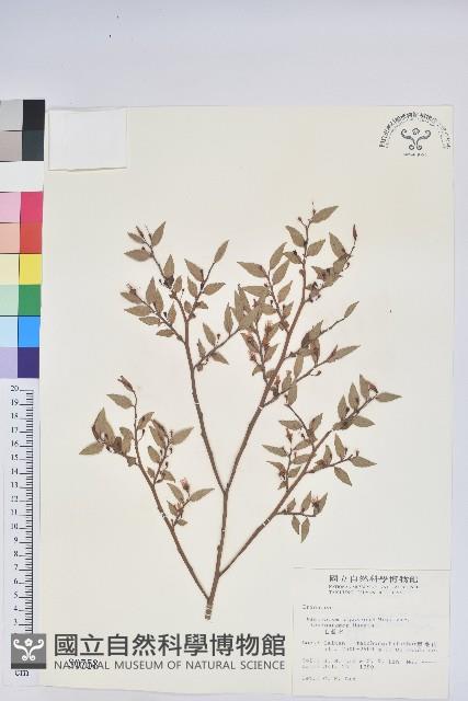 毛蕊花藏品圖，第1張