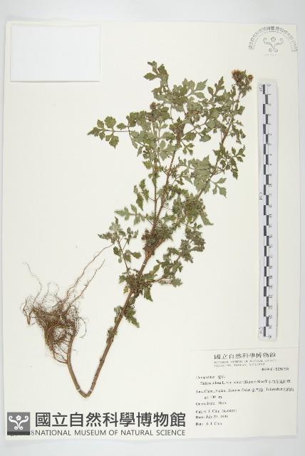 小白花鬼針藏品圖，第1張