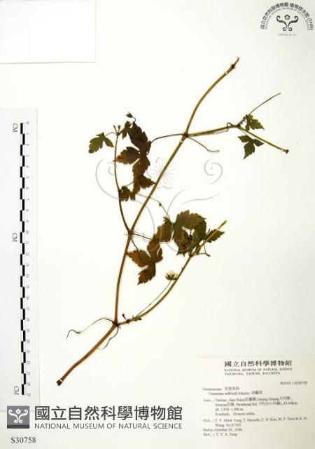 老鸛草藏品圖，第1張