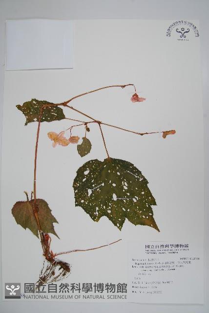 裂葉秋海棠、巒大秋海棠藏品圖，第1張