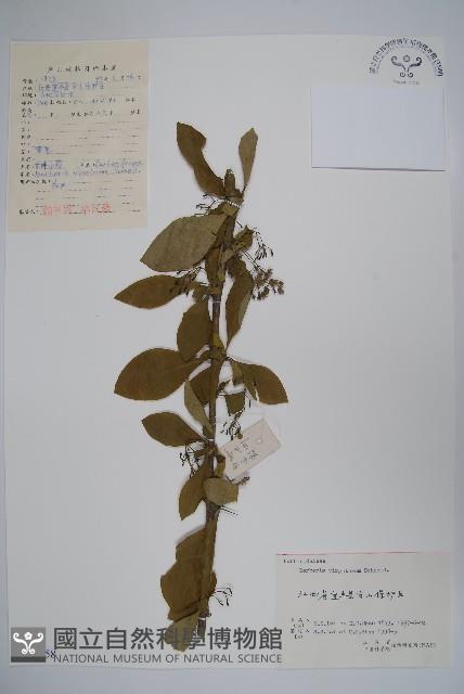 廬山小檗藏品圖，第1張