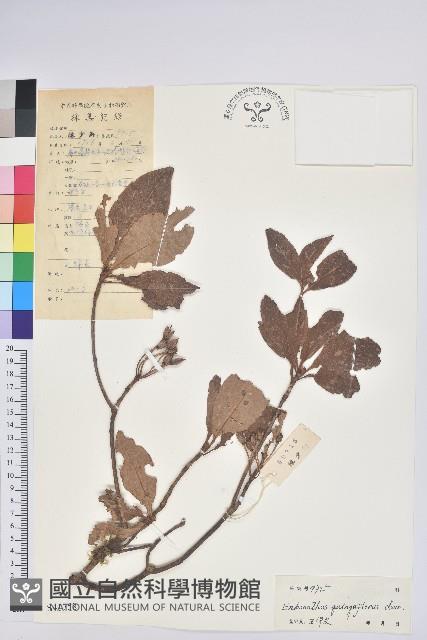 吊鐘花藏品圖，第1張