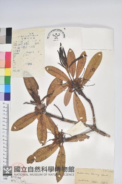 馬纓花藏品圖，第1張