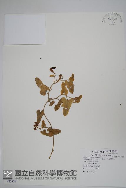 異葉馬兜鈴藏品圖，第1張