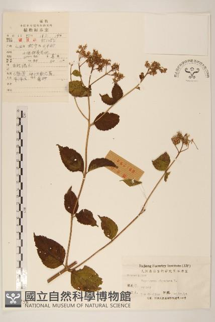 華澤蘭藏品圖，第1張