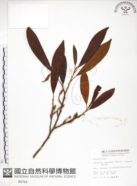 烏心石藏品圖，第1張