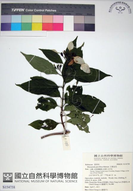 玉葉金花藏品圖，第1張