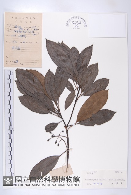 俄氏虎皮楠、蘭嶼虎皮楠、虎皮楠藏品圖，第1張