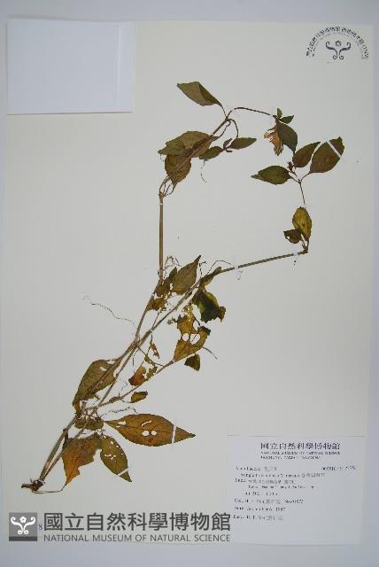 臺灣明萼草藏品圖，第1張