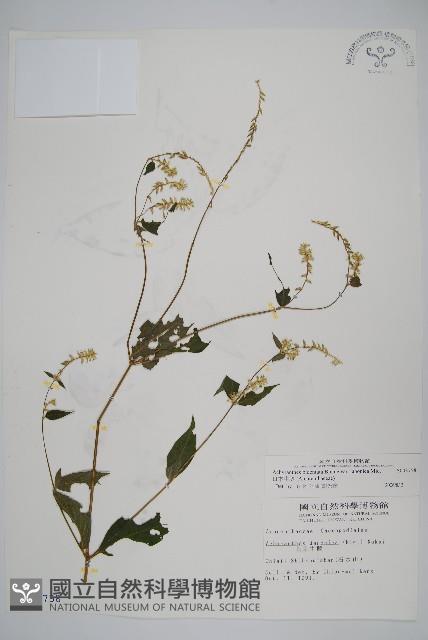 日本牛膝藏品圖，第1張