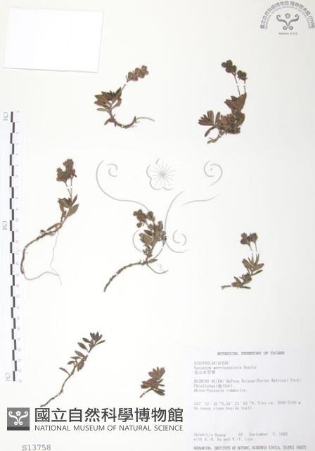 玉山水苦賈藏品圖，第1張