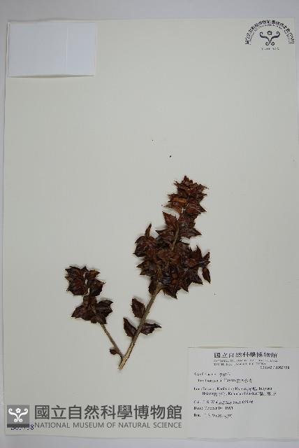 苗栗冬青藏品圖，第1張