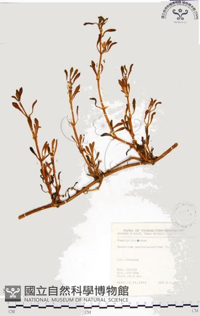 海馬齒藏品圖，第1張