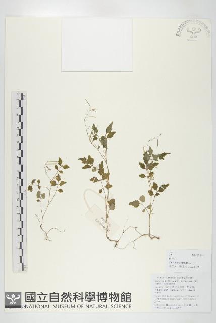 碎米薺藏品圖，第1張