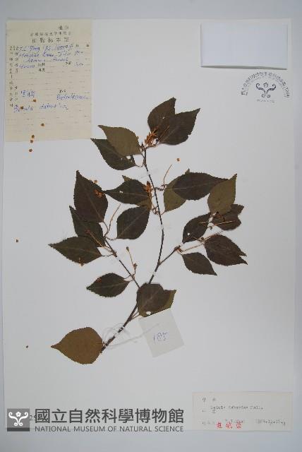 黑樺藏品圖，第1張