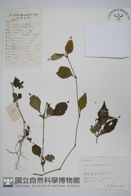 少花馬藍藏品圖，第1張