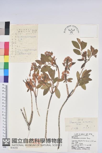 照白杜鵑藏品圖，第1張