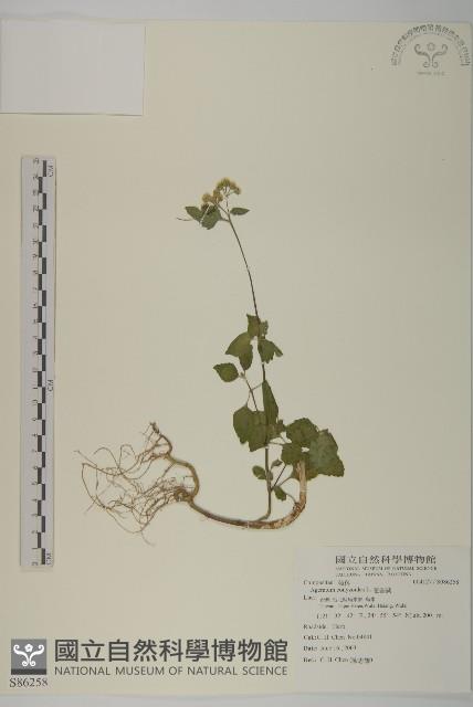 霍香薊藏品圖，第1張
