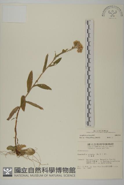 能高籟簫藏品圖，第1張