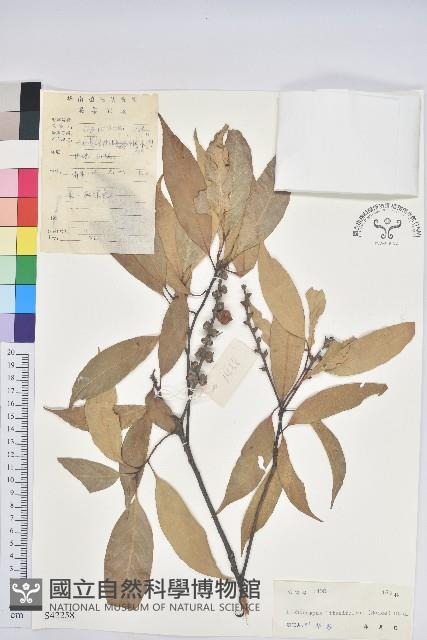 橿葉柯藏品圖，第1張