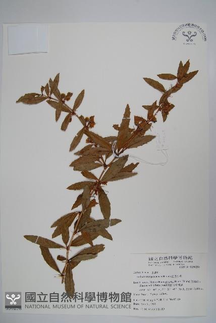 高山小蘗藏品圖，第1張