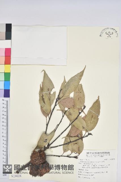 大葉苦櫧藏品圖，第1張