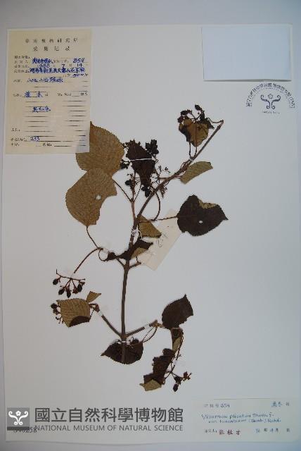 蝴蝶莢迷藏品圖，第1張