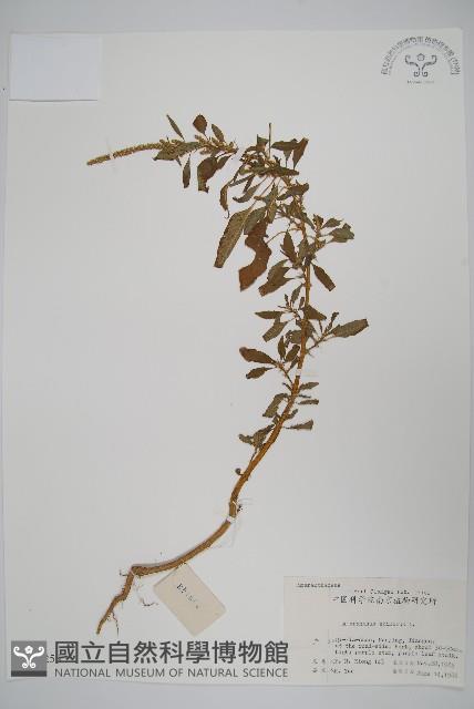 刺莧藏品圖，第1張