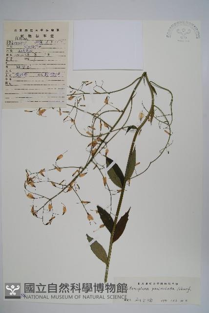 紫沙參藏品圖，第1張