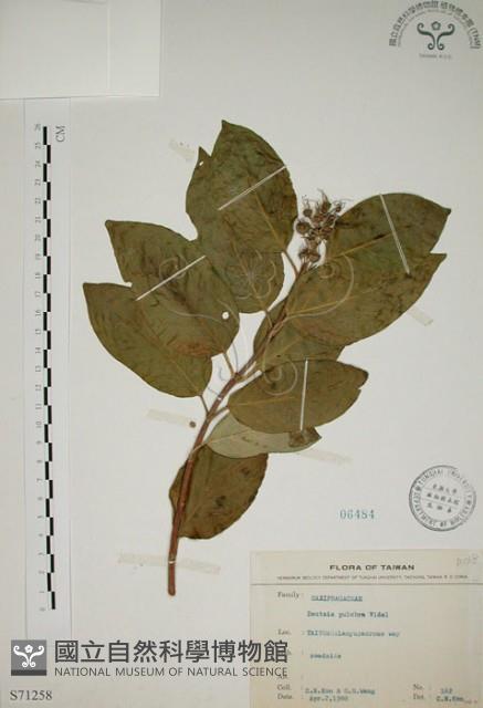 大葉溲疏藏品圖，第1張