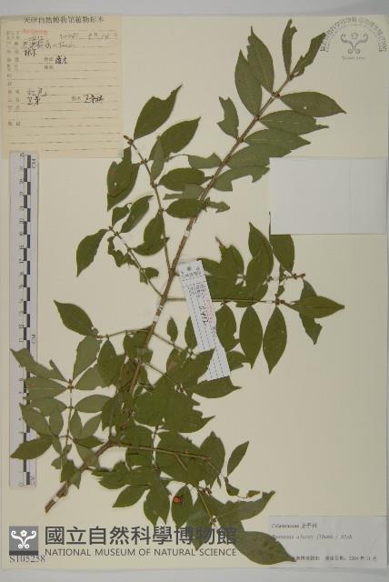 衛矛藏品圖，第1張