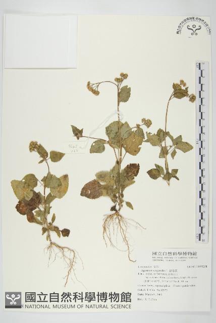 霍香薊藏品圖，第1張