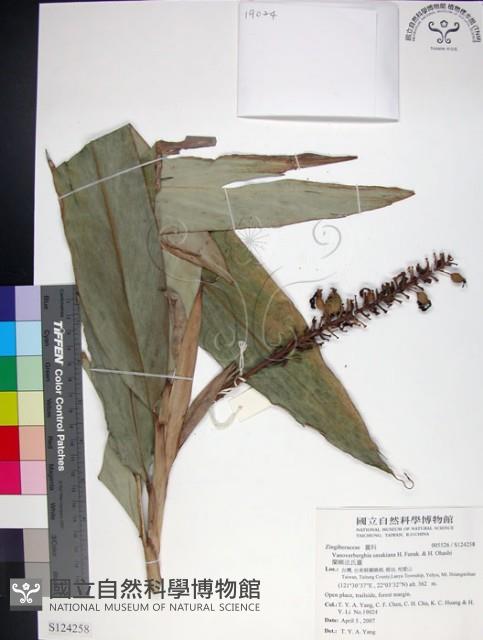 蘭嶼法氏薑藏品圖，第1張