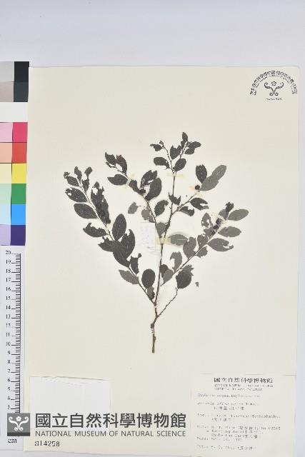 紅仔珠藏品圖，第1張