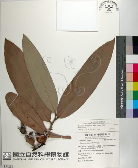 毛柿藏品圖，第1張