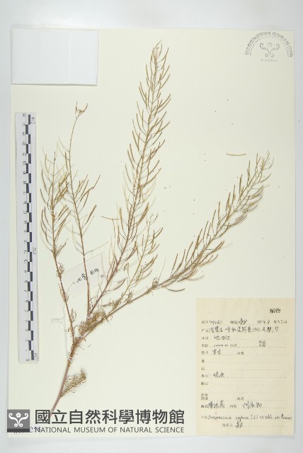 播娘蒿藏品圖，第1張