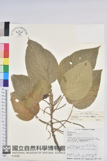 紅頭鐵莧、蘭嶼鐵莧藏品圖，第1張