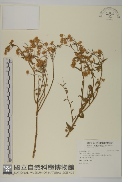 登錄號:S123258藏品圖，第1張