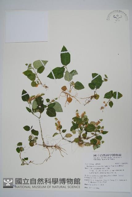 卵葉鱗球花藏品圖，第1張