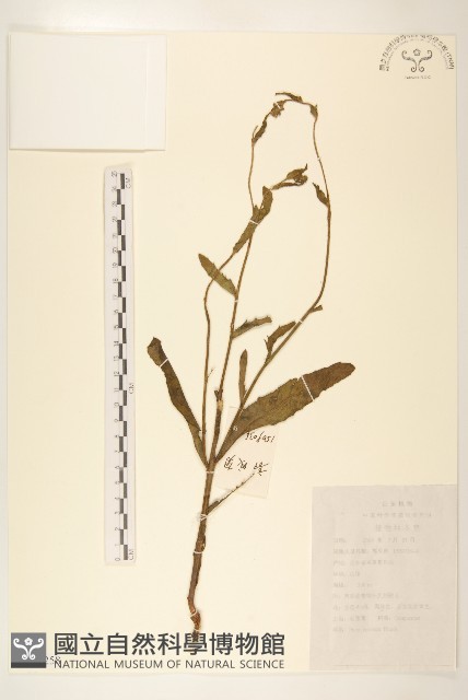 毛蓮菜藏品圖，第1張