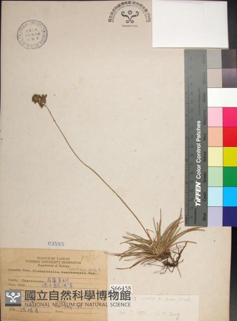 乾溝飄拂草藏品圖，第1張