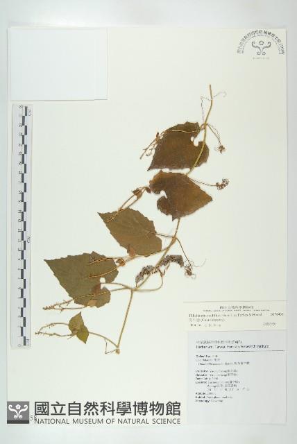 青牛膽藏品圖，第1張