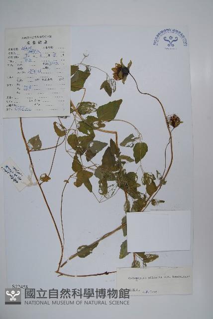 閃毛黨參藏品圖，第1張