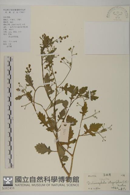茯苓菜藏品圖，第1張