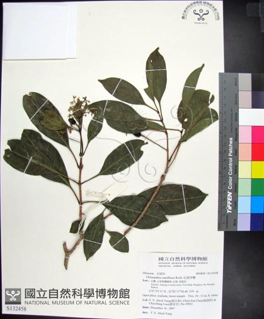 紅頭李欖藏品圖，第1張