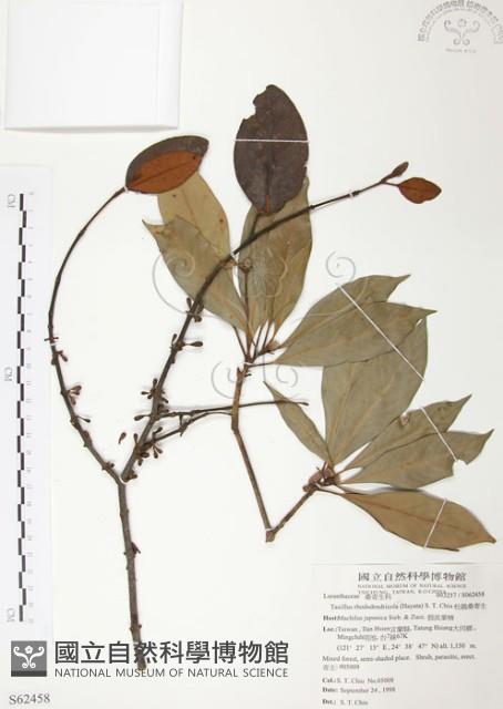 杜鵑桑寄生藏品圖，第1張